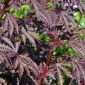 Hibiscus acetosella 'Mahagony Splendor' (2)